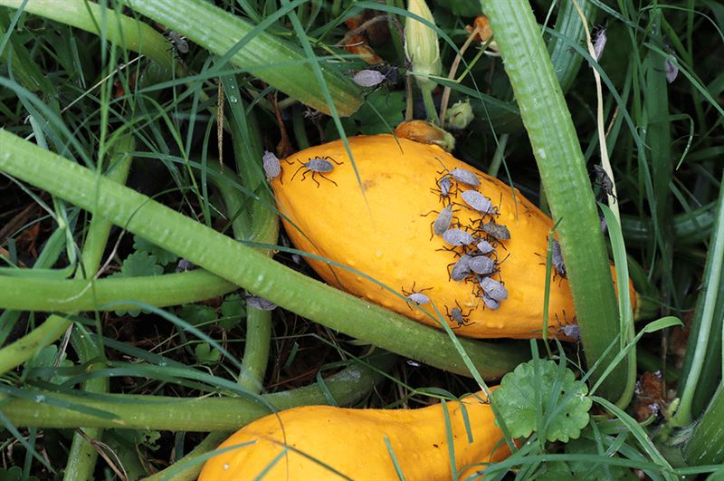 kaw valley greenhouse squash bugs on orange squash.png