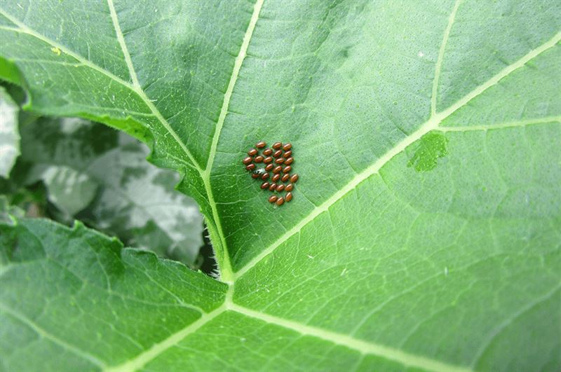 kaw valley greenhouse squash bug problems eggs on leaf.png
