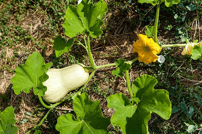 kaw valley greenhouse squash bug problems white squash.png