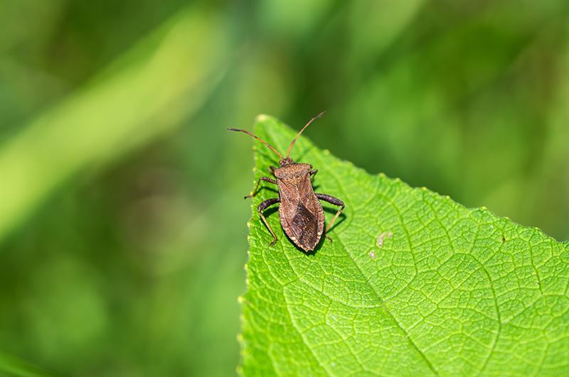 kaw valley greenhouse squash bug on leaf.png