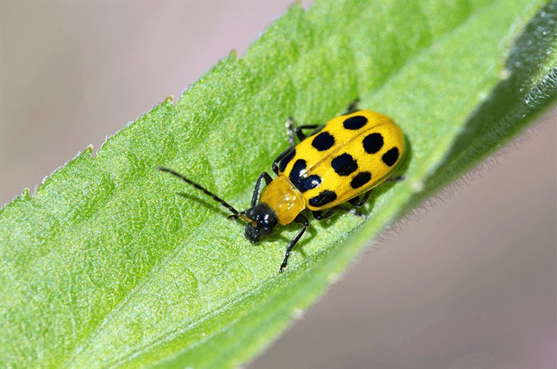kaw valley greenhouse keep beetles off plants cucumber beetle yellow.png