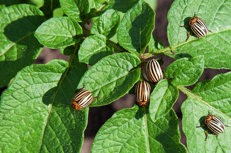 kaw valley greenhouse keep beetles off plants colorado potato beetles.png