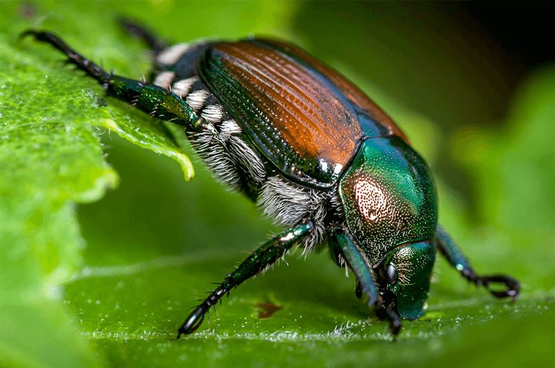 kaw valley greenhouse keep beetles off plants japenese beetle up close.png