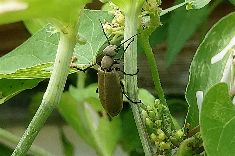 kaw valley greenhouse keep beetles off plants blister beetle grey.png