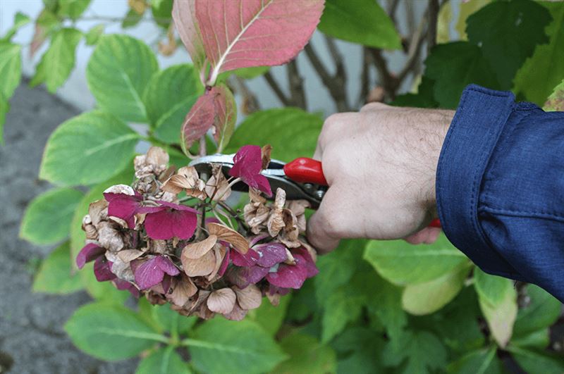 -pruning-hydrangea.png