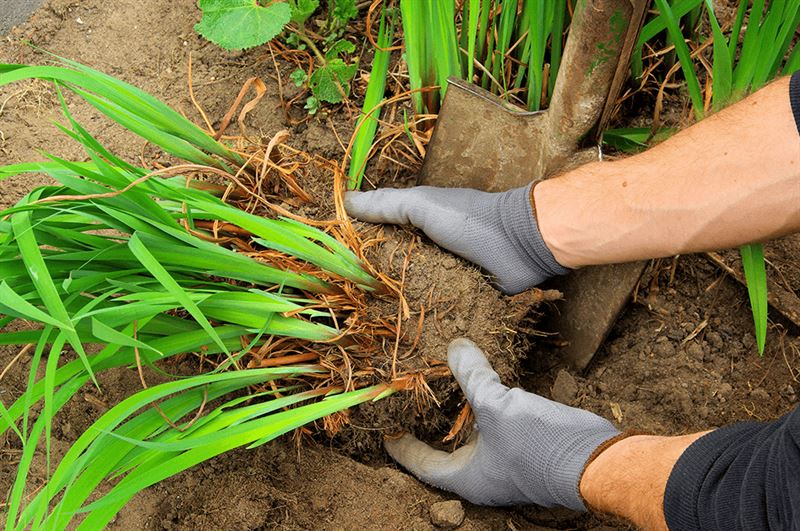 kaw valley greenhouse dividing perennial plants.png