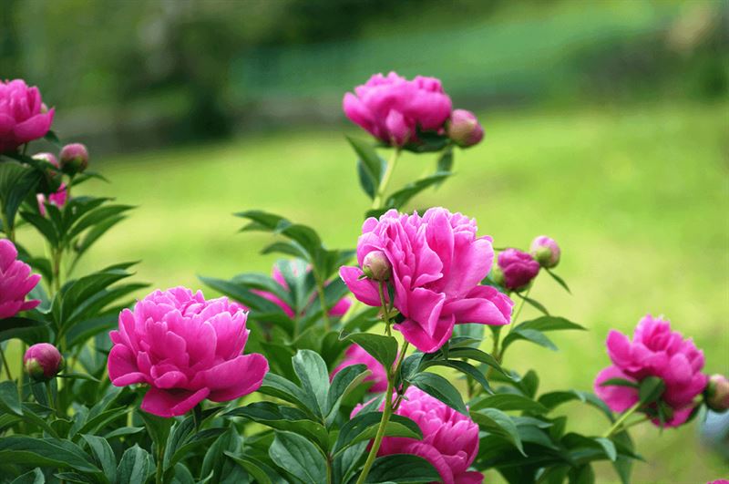 kaw valley greenhouse pink peonies.png