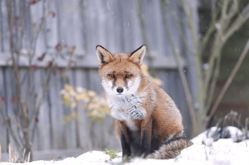 kaw valley greenhouse fox in garden.png