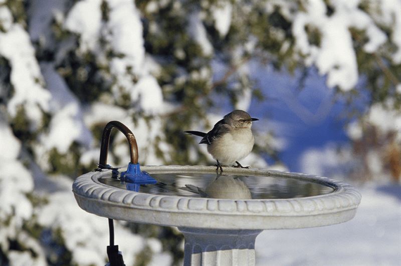 kaw valley greenhouse winter heated bird bath.png