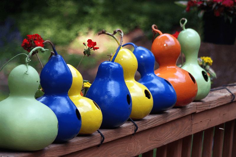 Kaw Valley dried gourds for birdhouses.png