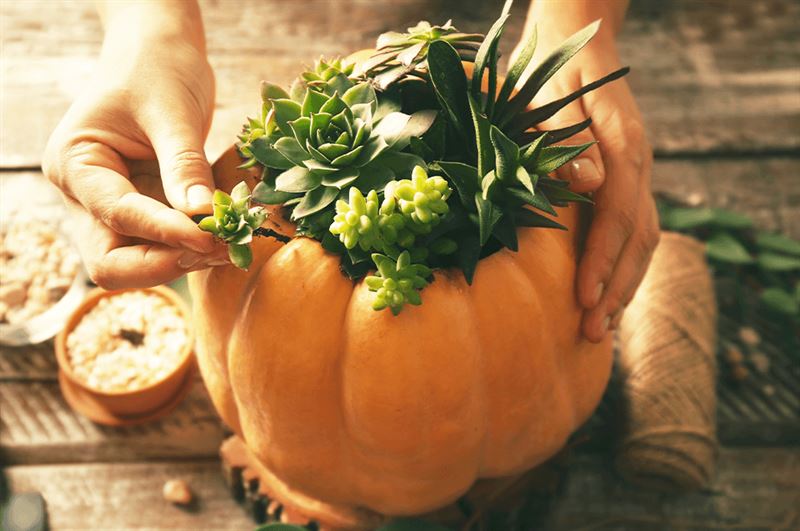 Kaw Valley succulent pumpkin planter.png