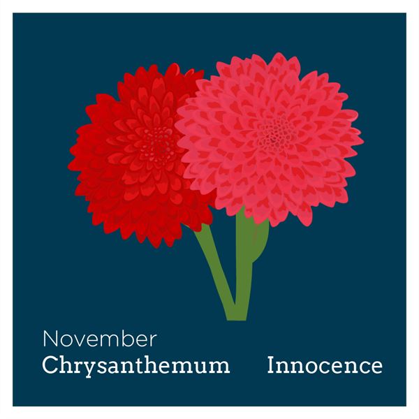 bf_chrysathemum.png