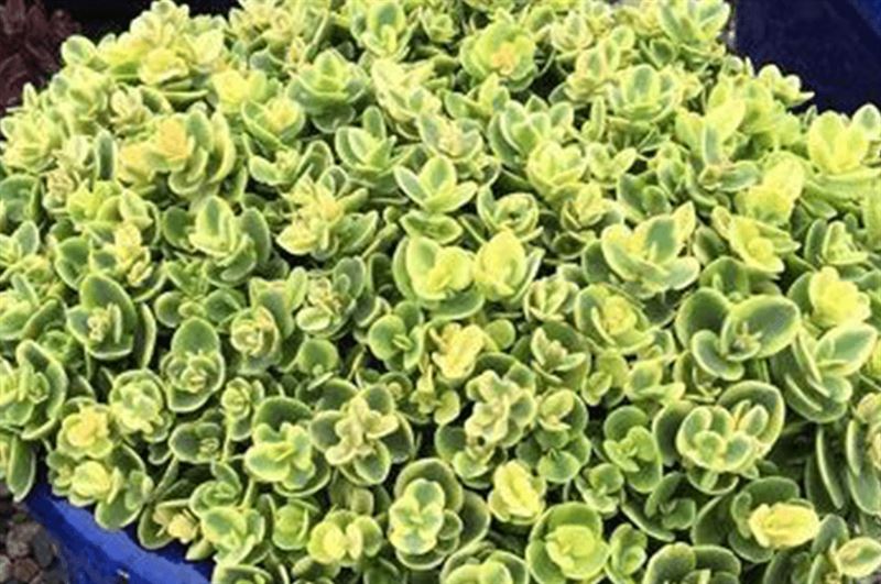 kaw valley greenhouse variegated sdum.png