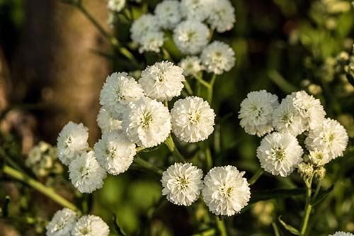 kaw valley achillea.jpg