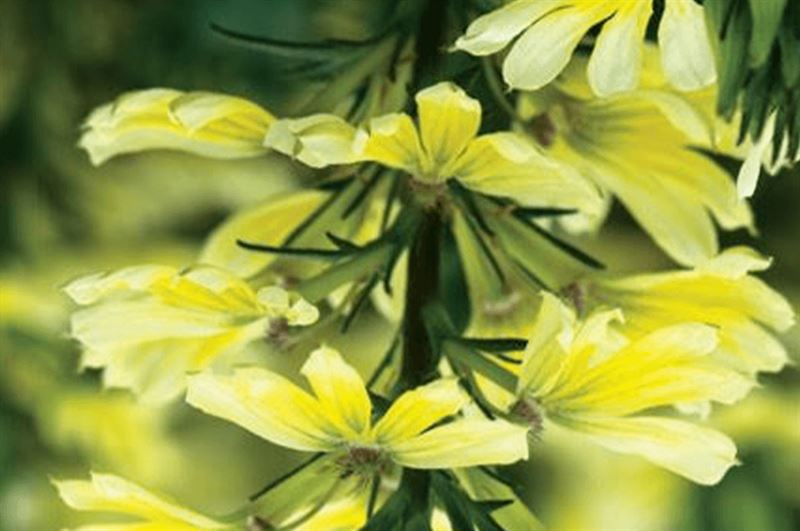 kaw valley greenhouse scaevola bombay yellow.png