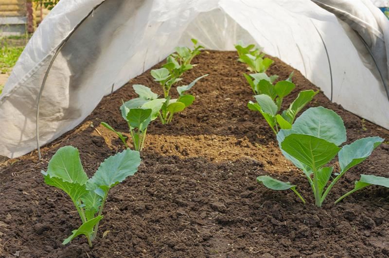 Kaw Valley Greenhouses - Freaking Frost -row cover for vegetables .jpg