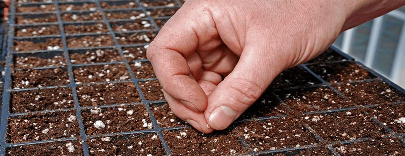 kaw valley greenhouse body image seeds.png