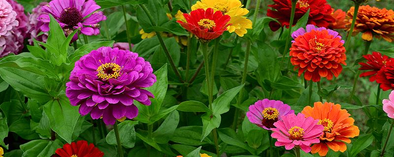 kaw valley greenhouse zinnias in garden_.png