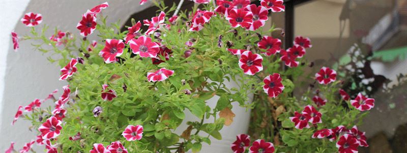 kaw valley greenhouse -leggy hanging basket example for pruning _.png