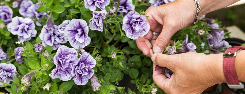 kaw valley greenhouse-deadheading spent blooms on container garden_.png