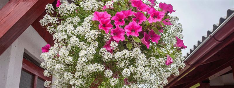 kaw valley greenhouse-beautiful hanging basket with petunias and alyssum.png