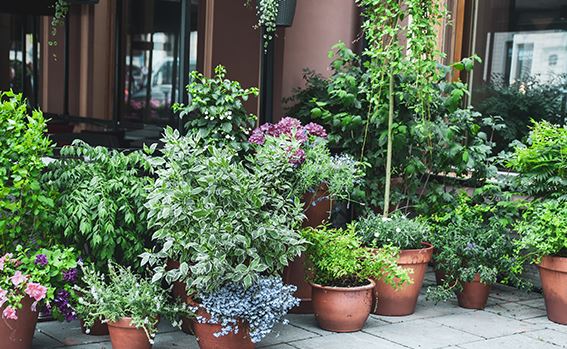 kaw valley greenhouse grouping plants together outside.png