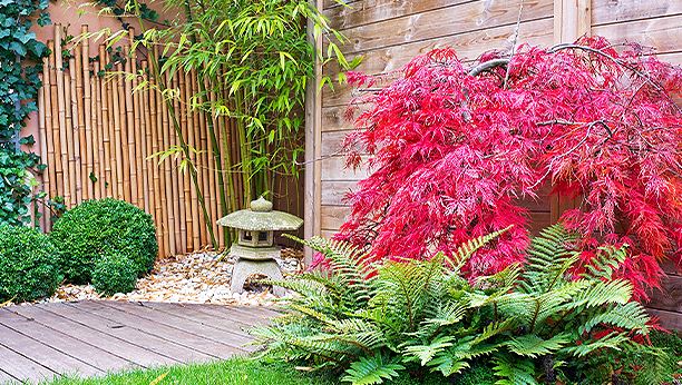 kaw valley greenhouses- whats your garden missing - japanese maple red in garden.png