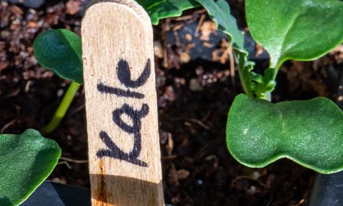 kaw valley greenhouse -DIY Garden markers - popsicle stick label.png