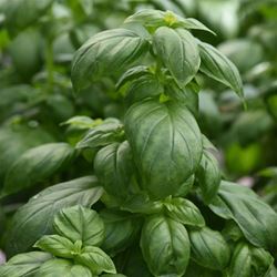 Greek Column Basil, Basil - Our Plants - Kaw Valley Greenhouses