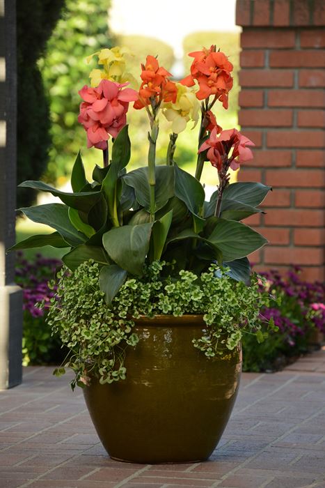 Canna Lily - Our Plants - Kaw Valley Greenhouses