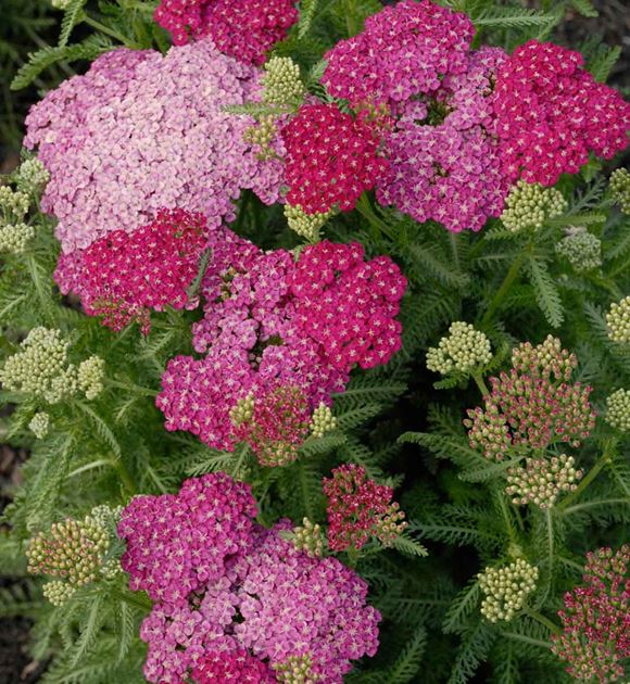 Yarrow - Our Plants - Kaw Valley Greenhouses