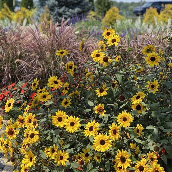 Sunflower, Helianthus - Our Plants - Kaw Valley Greenhouses
