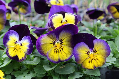 Pansy - Our Plants - Kaw Valley Greenhouses