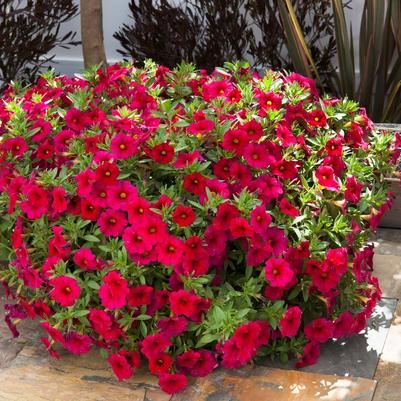 petunia supercal petunia supercal