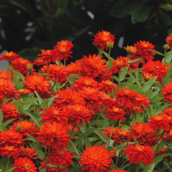 Zinnia - Our Plants - Kaw Valley Greenhouses