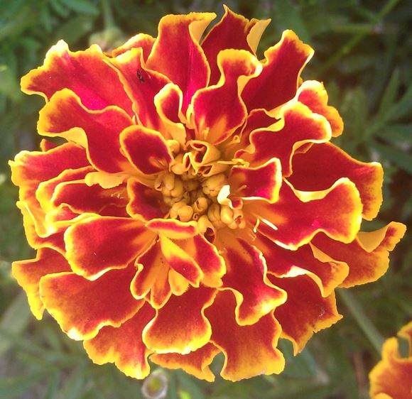 Marigold, French Marigold Our Plants Kaw Valley Greenhouses