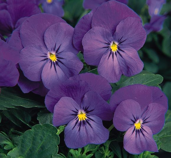 Viola Our Plants Kaw Valley Greenhouses