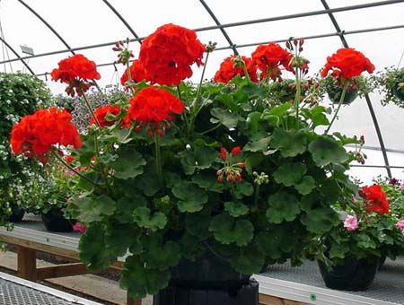 Zonal geranium cheap