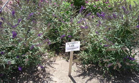 Butterfly Bush, Dwarf Butterfly Bush - Our Plants - Kaw ...