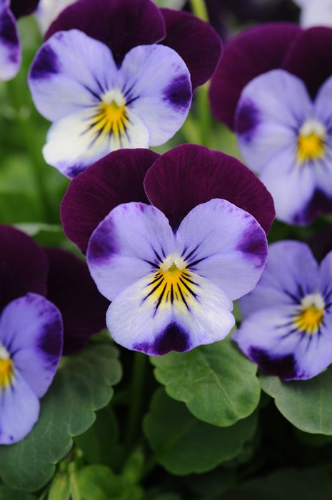 Viola - Our Plants - Kaw Valley Greenhouses