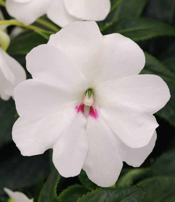 Impatiens Our Plants Kaw Valley Greenhouses