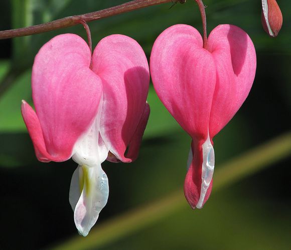 Old-Fashioned Bleeding Heart - Our Plants - Kaw Valley Greenhouses