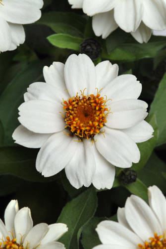 Zinnia - Our Plants - Kaw Valley Greenhouses