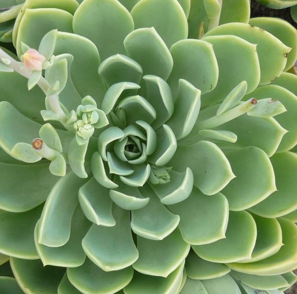 Succulent, Hen and Chick - Our Plants - Kaw Valley Greenhouses