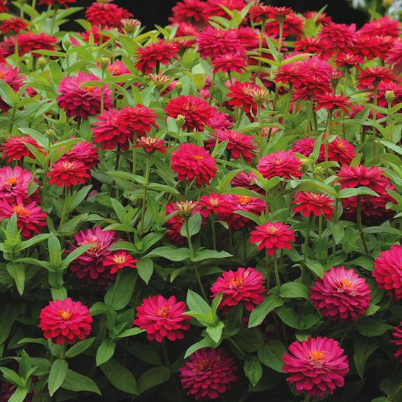 Zinnia Our Plants Kaw Valley Greenhouses