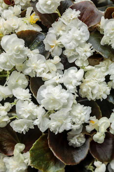 wax begonia species wax begonia species
