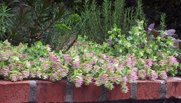 Hopflower Oregano - Our Plants - Kaw Valley Greenhouses