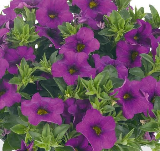 Calibrachoa, Million Bells - Our Plants - Kaw Valley Greenhouses