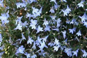 Lobelia - Our Plants - Kaw Valley Greenhouses