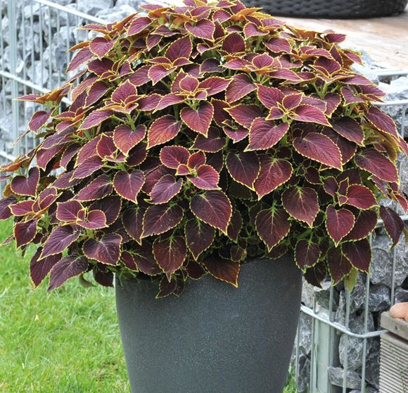 Coleus , Sun Coleus, Painted Nettle - Our Plants - Kaw Valley Greenhouses